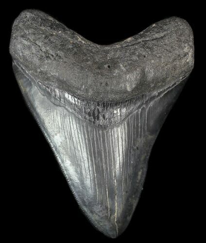 Serrated, Fossil Megalodon Tooth - South Carolina #50482